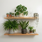 Wooden shelves with various potted plants against a white wall