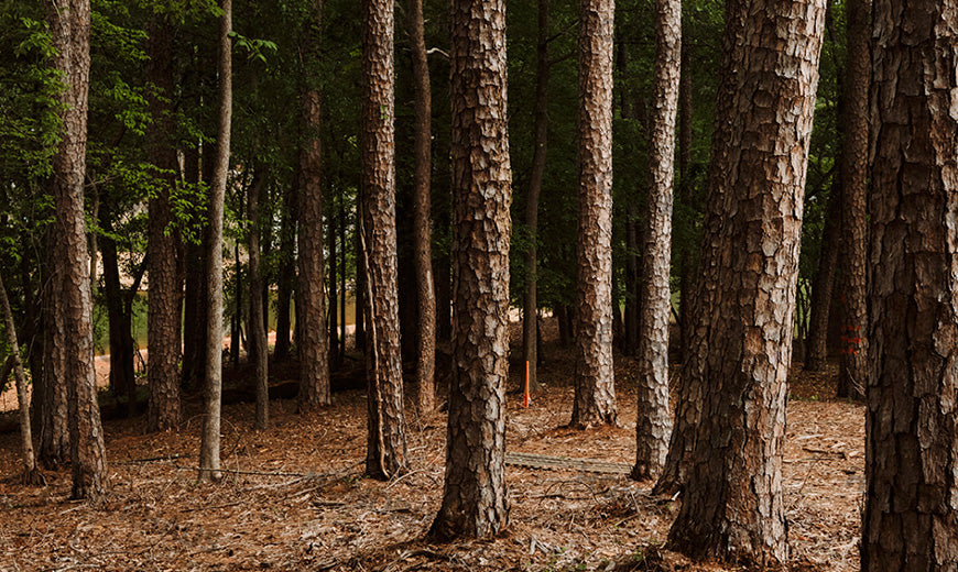 Appalachian Hardwoods
